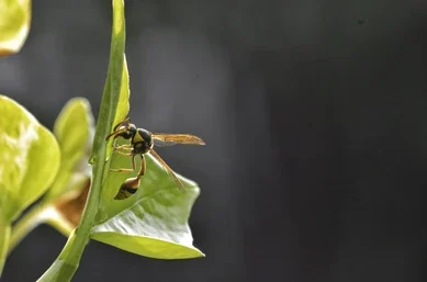 AVISPAS: CARACTERÍSTICAS, IMPORTANCIA ECOLÓGICA Y POR QUÉ SON ESENCIALES PARA EL EQUILIBRIO DE LA NATURALEZA