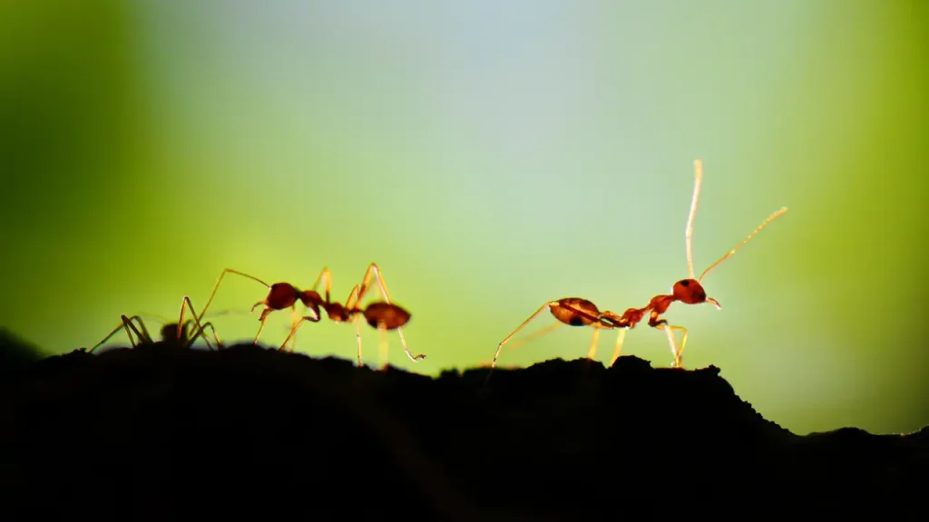 LAS HORMIGAS COMO CIVILIZACIÓN: LO QUE LA CIENCIA NOS ENSEÑA SOBRE UNA DE LAS SOCIEDADES MÁS ORGANIZADAS DE LA NATURALEZA
