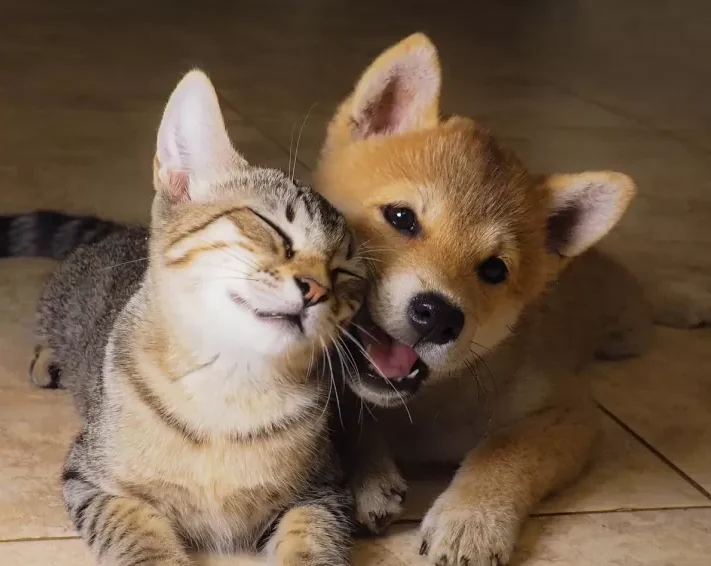 ¿QUÉ SUEÑAN LOS PERROS Y LOS GATOS? ESTO ES LO QUE REVELAN LOS ESTUDIOS CIENTÍFICOS