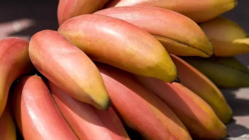 PLÁTANO MAQUEÑO Y OTRAS VARIEDADES DE PLÁTANO: PROPIEDADES, USOS Y BENEFICIOS DE UNA FRUTA FUNDAMENTAL EN LA ALIMENTACIÓN