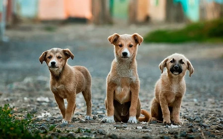 TENER UN PERRO PODRÍA AYUDAR A REDUCIR EL ESTRÉS Y FAVORECER UN ENVEJECIMIENTO SALUDABLE, SEGÚN ESTUDIOS CIENTÍFICOS