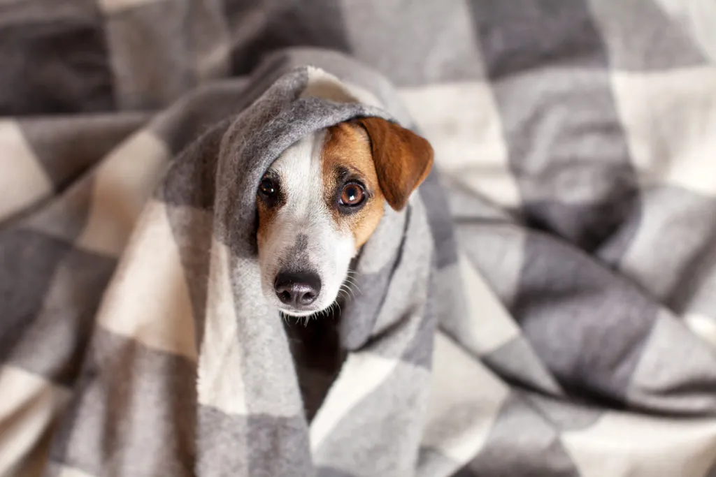 EL AMOR POR LAS MASCOTAS: UN COMPROMISO DE TODOS LOS DÍAS